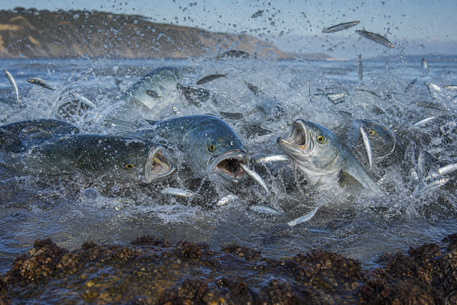 Pesca de la anjova en España: guía completa (2026)