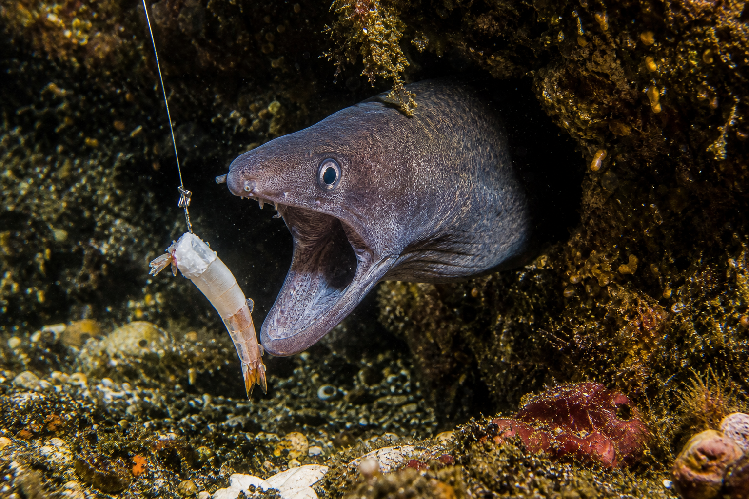 Pesca del congrio en España: guía completa (2026)