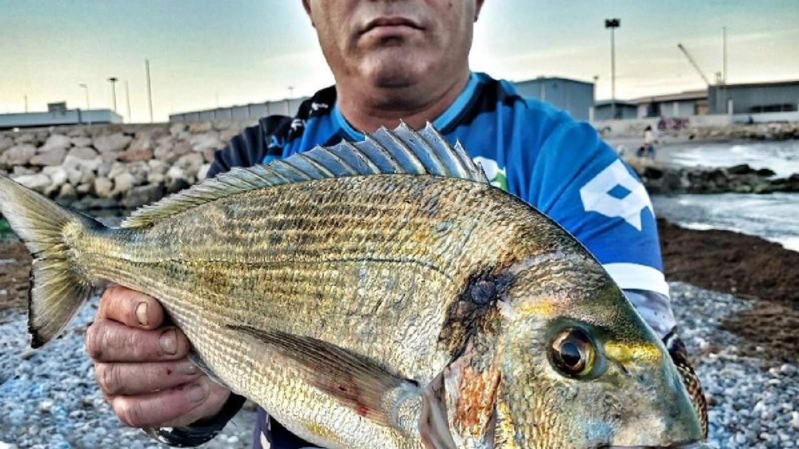 Dorada, herrera y mojarra, las tres especies de fondo más accesibles al chambel