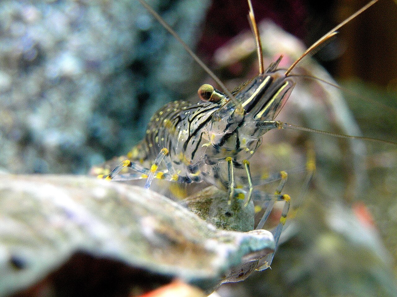 Gamba y langostino para surfcasting: cebo universal