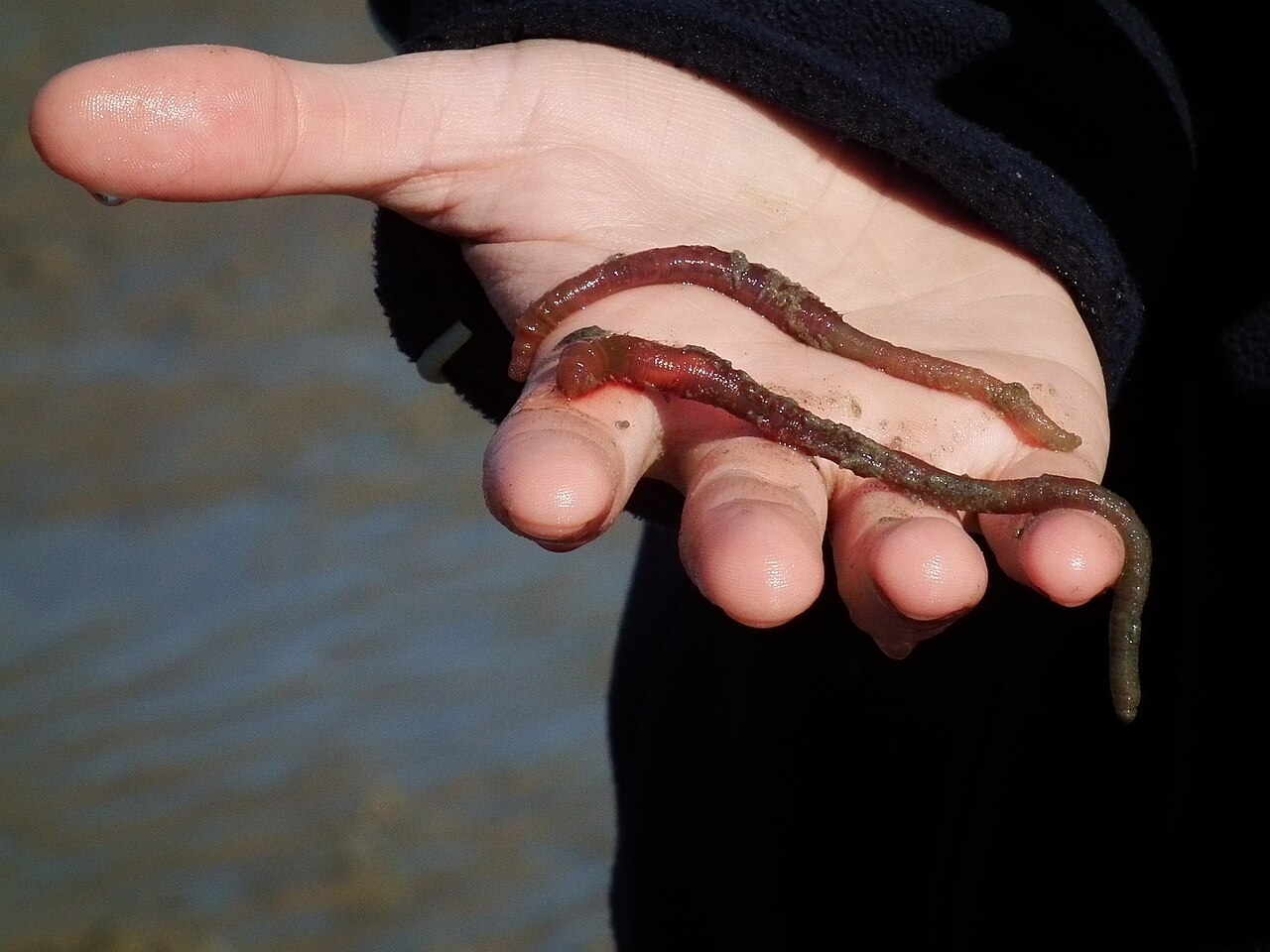 Tita para surfcasting: el cebo rey de los estuarios