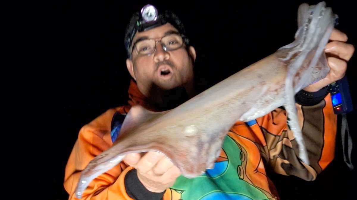 ¿Pueden volar los calamares? Lo que dice la ciencia