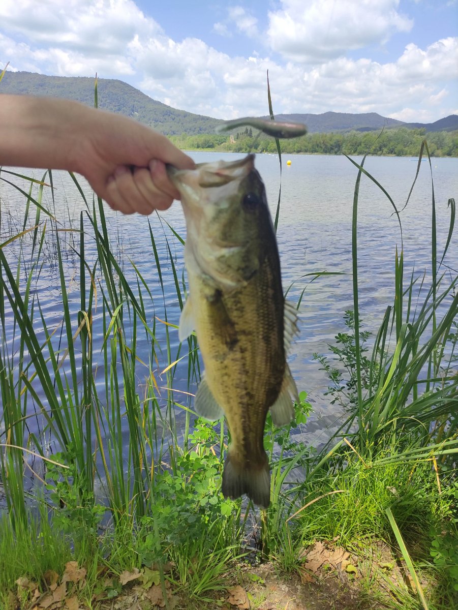 Montajes de black bass: dropshot, Texas y Carolina