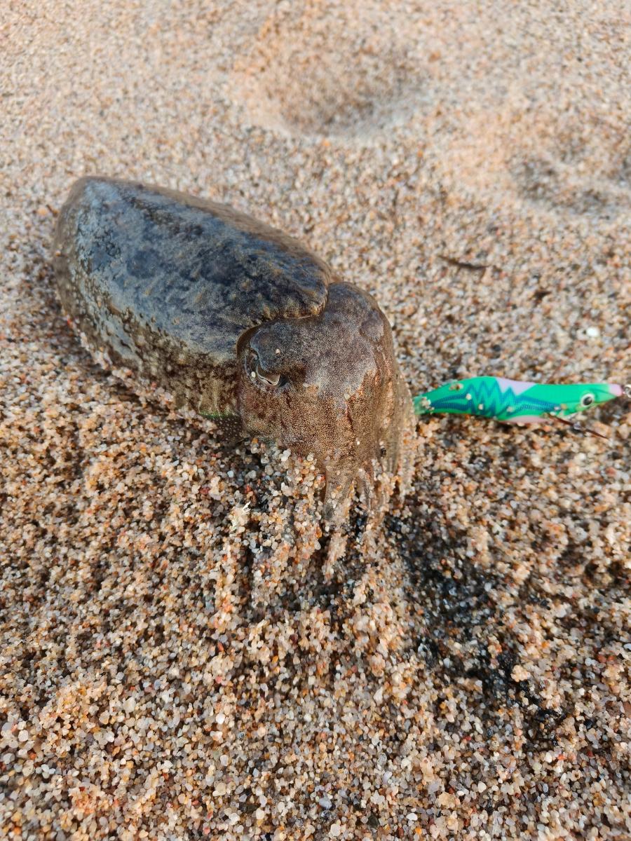 Mareas y pesca: 4 lecturas que cambian tu jornada