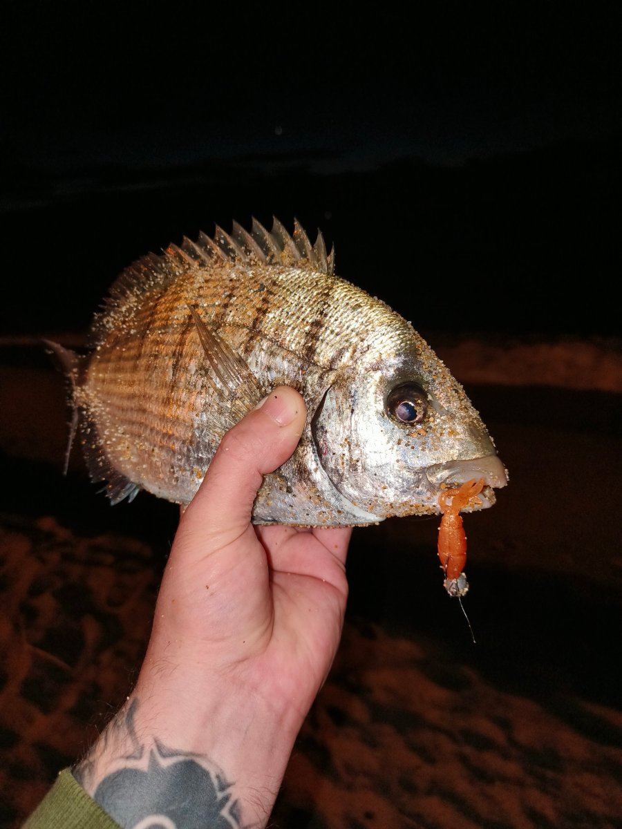 Obtener la licencia de pesca en Cantabria por internet: mar, río y precios