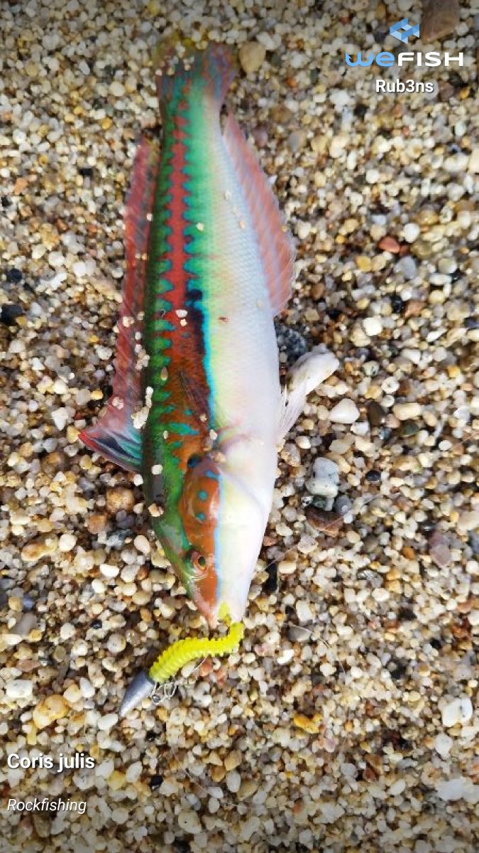 Pesca en Cantabria: Cantábrico, lubina y salmón — 2026