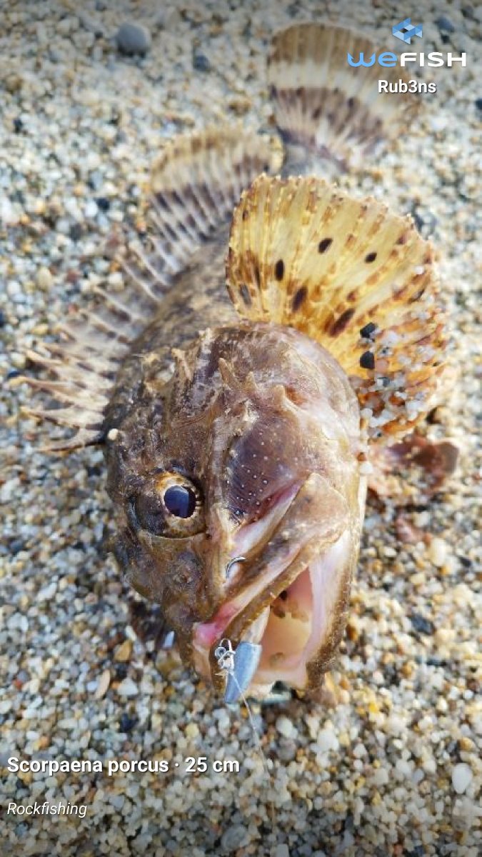 Pesca en Asturias: Cantábrico, lubina y salmón — 2026