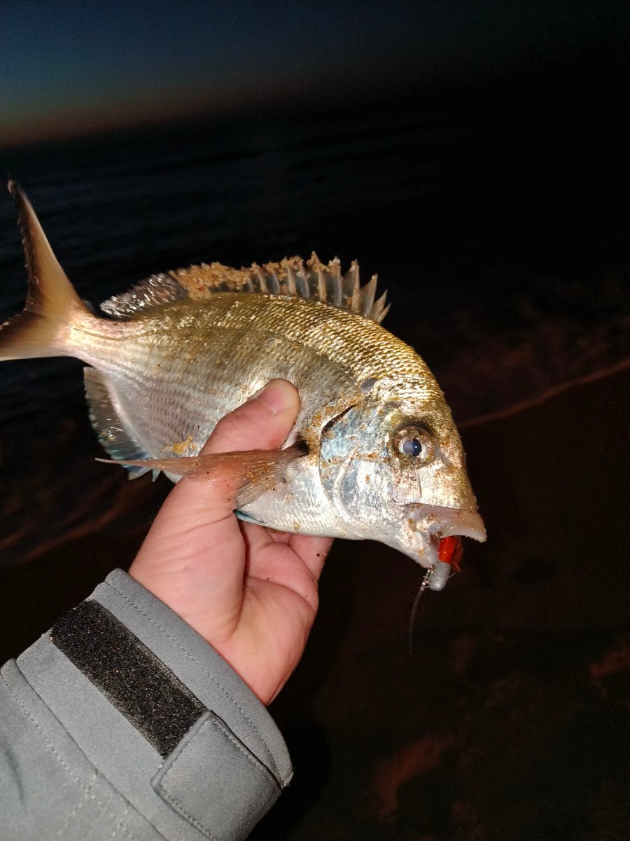 Pesca en el País Vasco: Cantábrico, lubina y bonito 2026