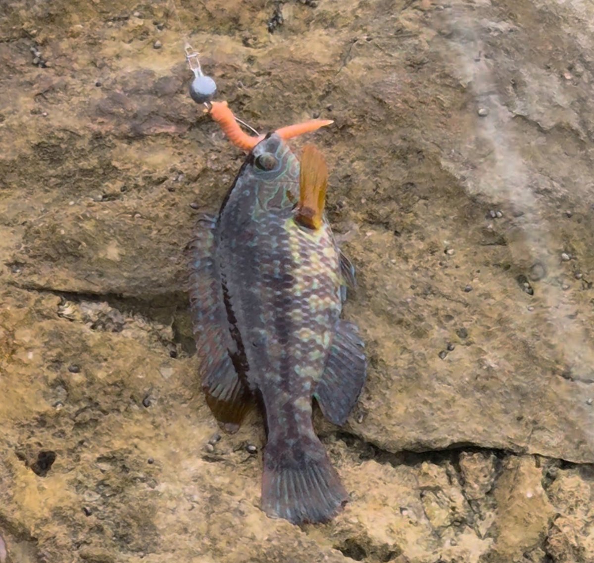 Obtener la licencia de pesca en Galicia por internet: fluvial, marítima y renovación