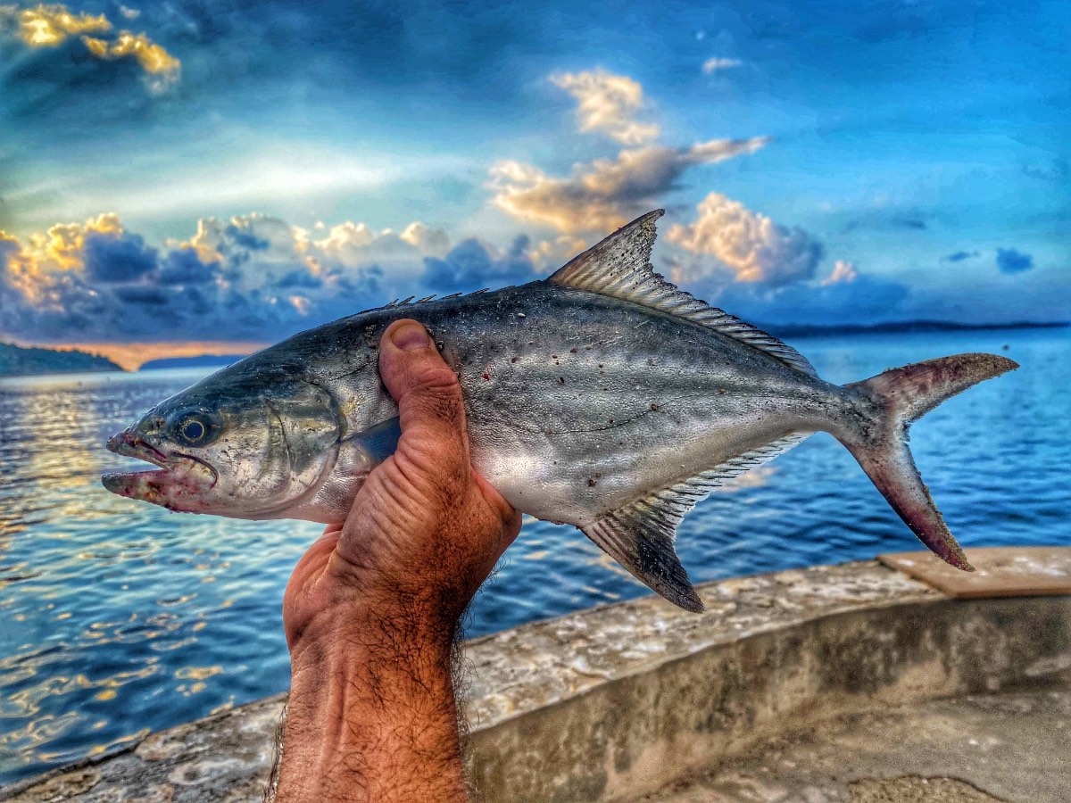 Obtener la licencia de pesca en Ceuta y Melilla por internet: trámites separados y pesca marítima