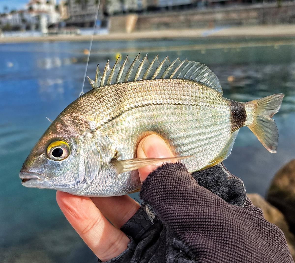 Lowrance Elite FS: análisis y opiniones (2026)