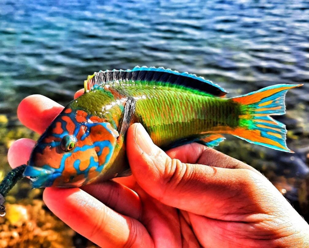 Obtener la licencia de pesca en la Comunidad Valenciana por internet: modalidades, precio y trámite
