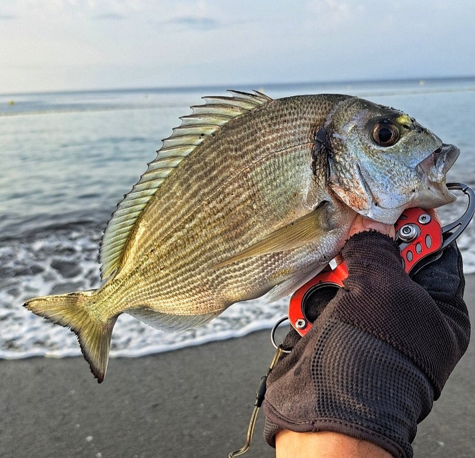 Obtener la licencia de pesca en Extremadura por internet: gratis para todos y trámite