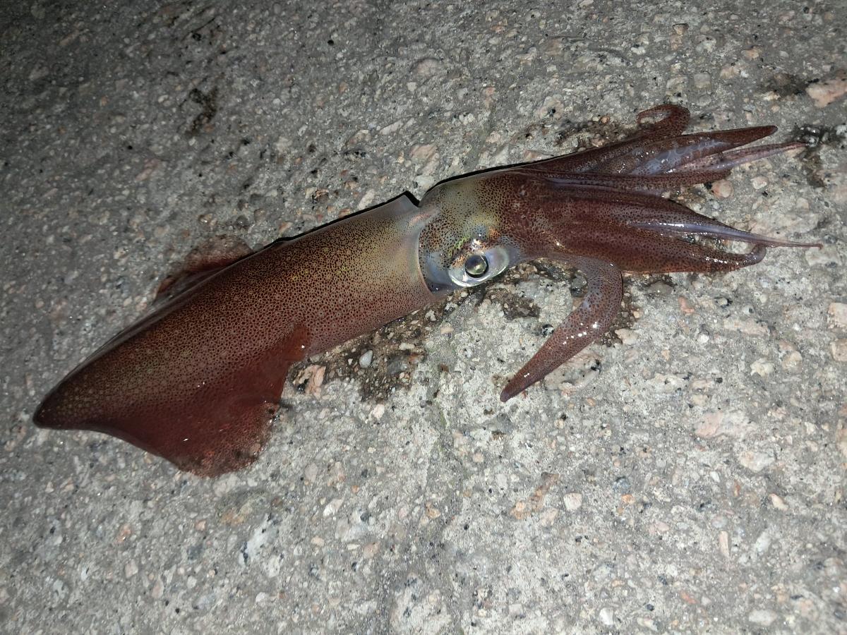 Qué app de pesca elegir en España: comparativa práctica por tipo de pescador