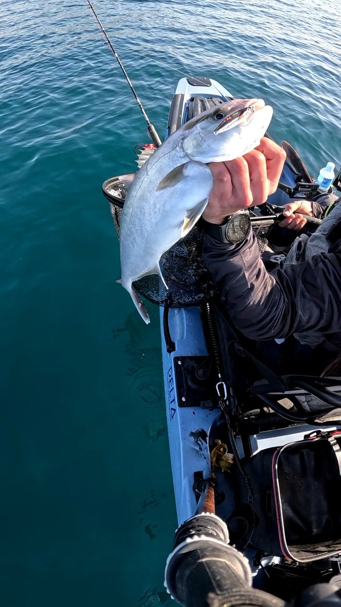 Serviola capturada a light jigging en el Mediterráneo murciano