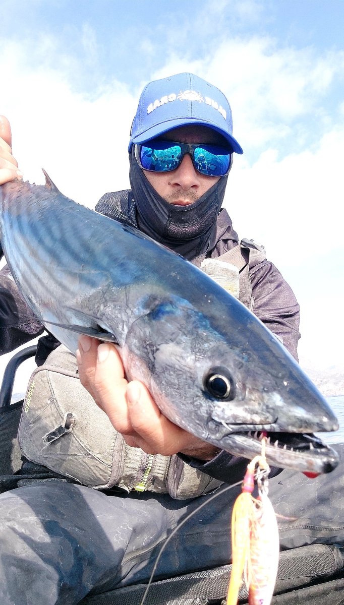 Bonito (Sarda sarda) capturado por F. de Paula en el Mediterráneo murciano