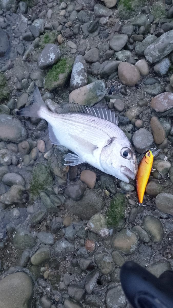 Tallas mínimas de pesca en España: la tabla por especie, mar y agua dulce (y por comunidad)