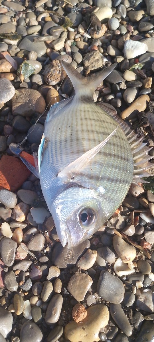 Pesca en Castilla y León: trucha, ríos y embalses 2026