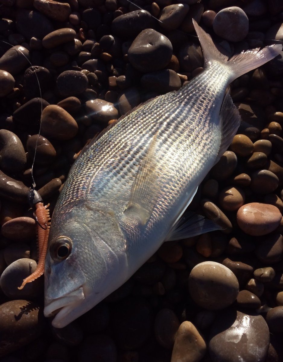 Pesca en Extremadura: Orellana, black bass y lucio 2026