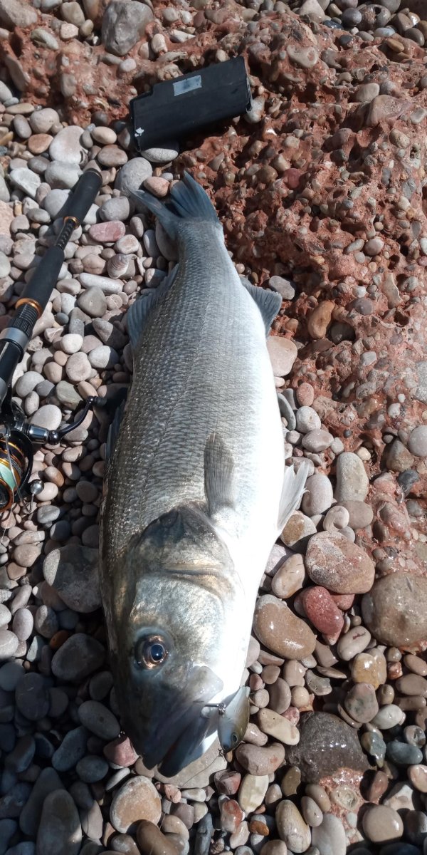 Lubina capturada desde la costa por un pescador de la comunidad AiPeces