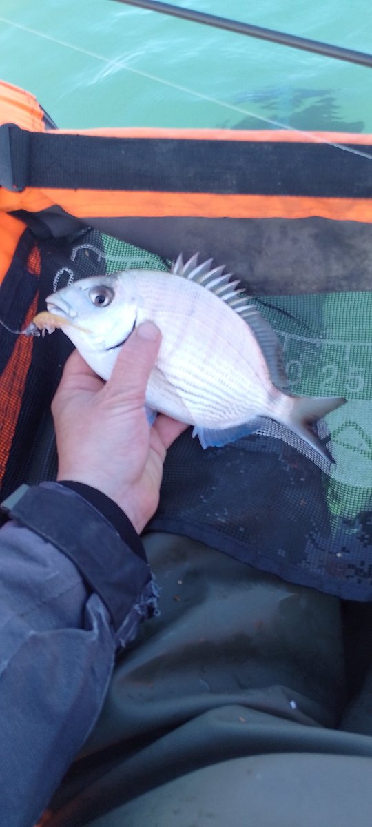 Pesca en Aragón: Mequinenza, siluro y trucha — 2026