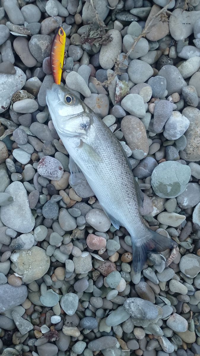 Cómo pescar el róbalo o snook (Centropomus undecimalis)