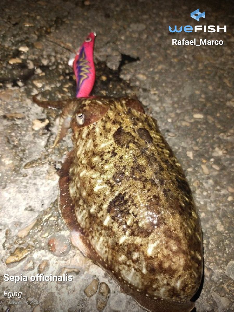 Segunda captura de sepia para contraste de fases y contexto de pesca