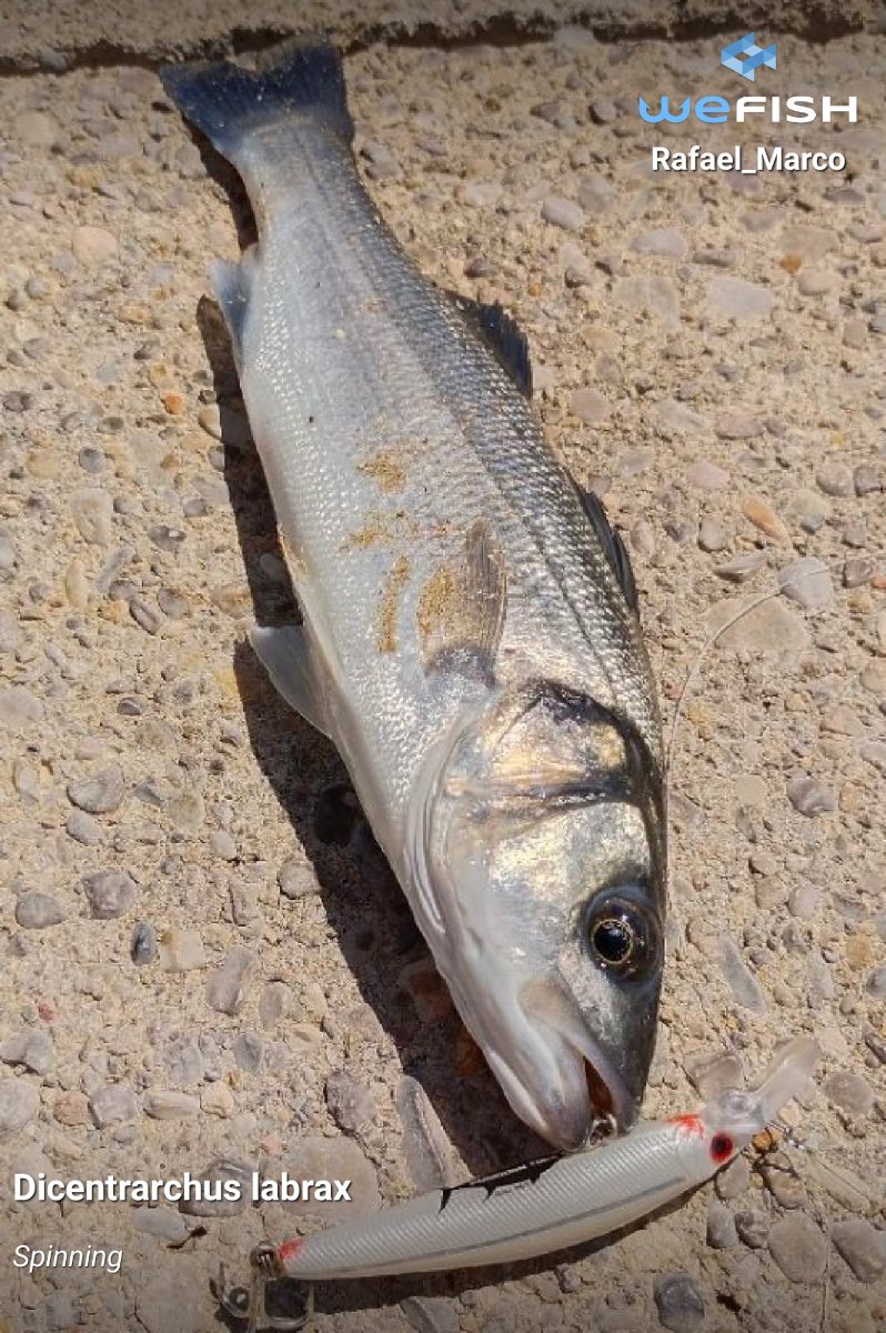 Cuándo pescar lubina: época, hora y marea