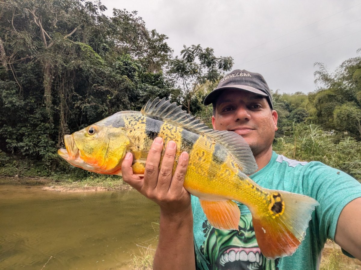 Cómo pescar el pavón o tucunaré (Cichla)