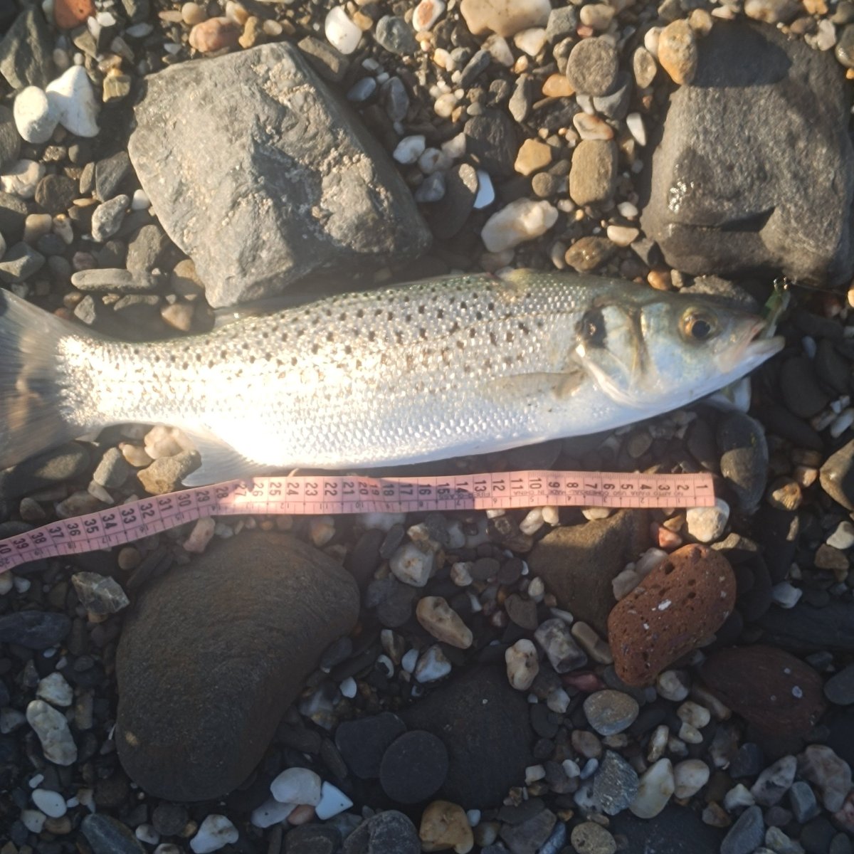 Pesca en Madrid: trucha del Lozoya y embalses 2026