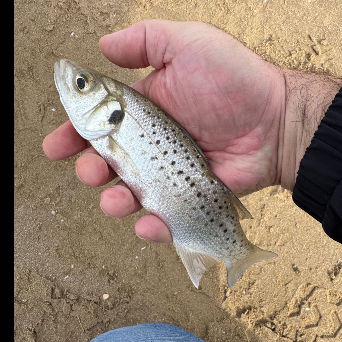 Pesca en Navarra: trucha del Pirineo y Ebro — 2026
