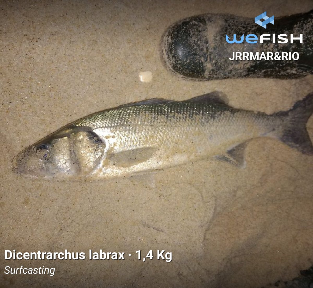 Fases lunares en pesca: cómo interpretarlas con datos propios