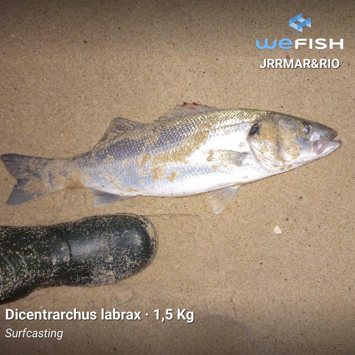 Pesca en Galicia: rías, Atlántico y ríos — guía 2026