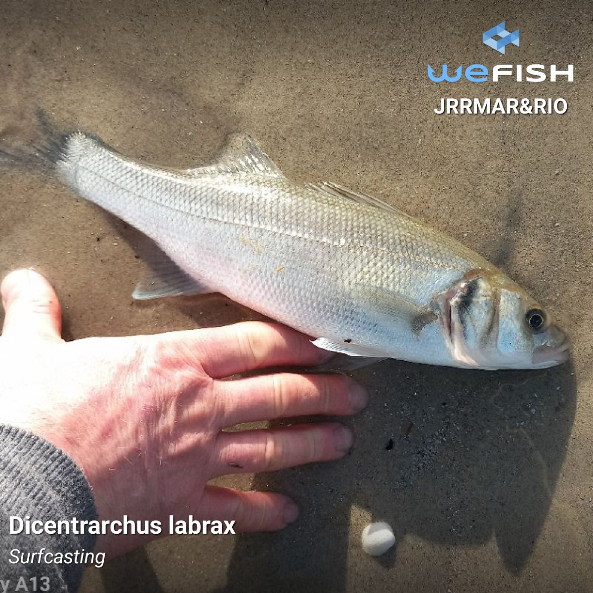 Principiante pescando al buldó con buldó desde una escollera
