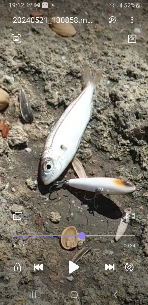 Pesca en Canarias: Atlántico, medregal y marlín — 2026