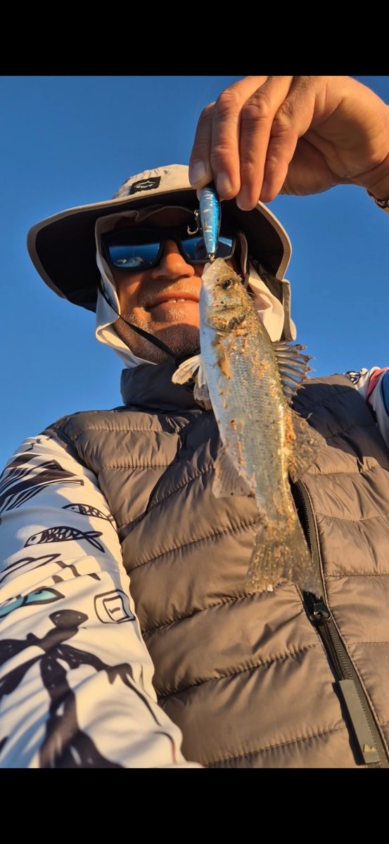 Captura de lubina de la comunidad de AiPeces en articulo de alternativas a WeFish