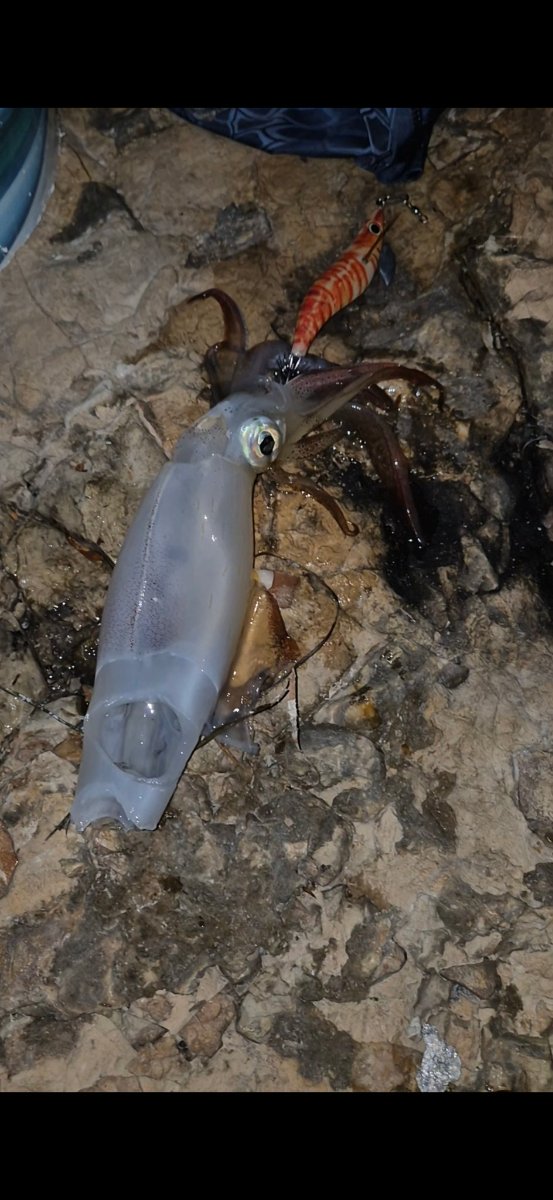 Captura de calamar en AiPeces asociada a analisis de fase lunar