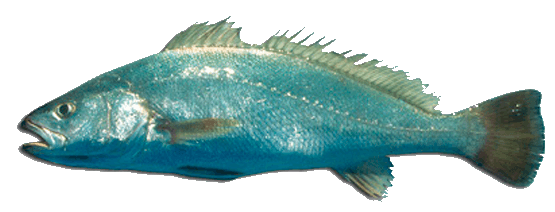 Corvina