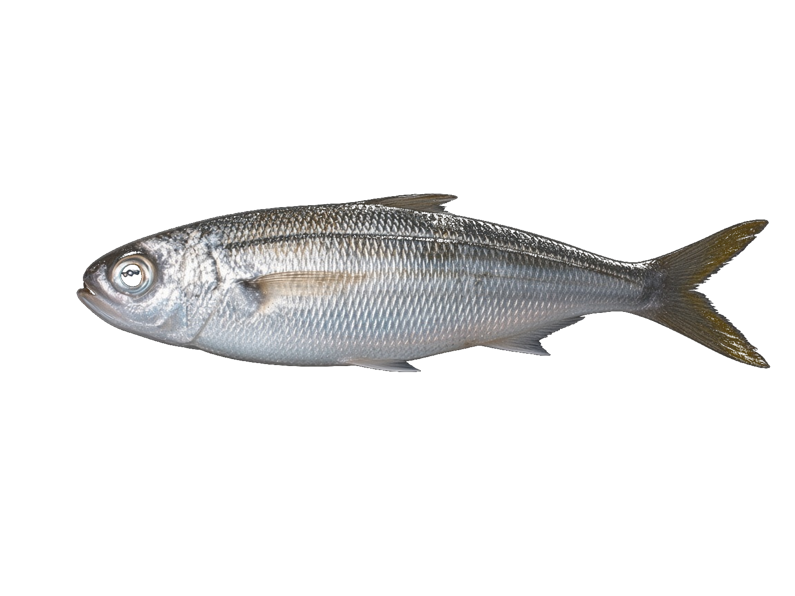 Bogue, Boga