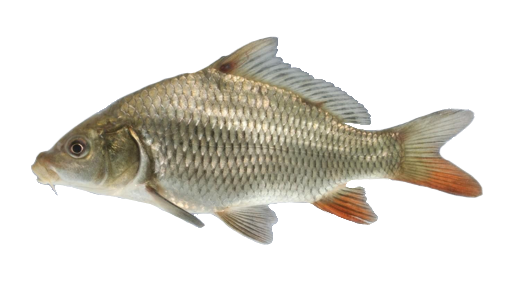 Carpa