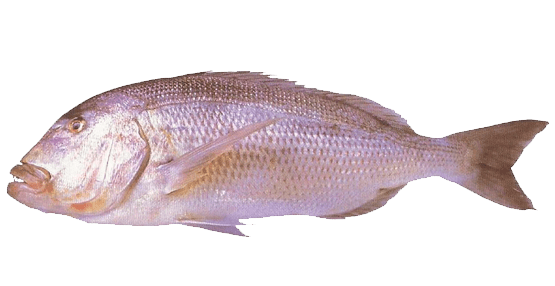 Dentón