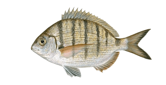 Sargo