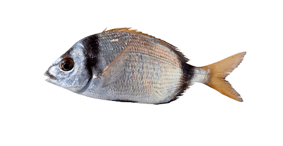 Mojarra