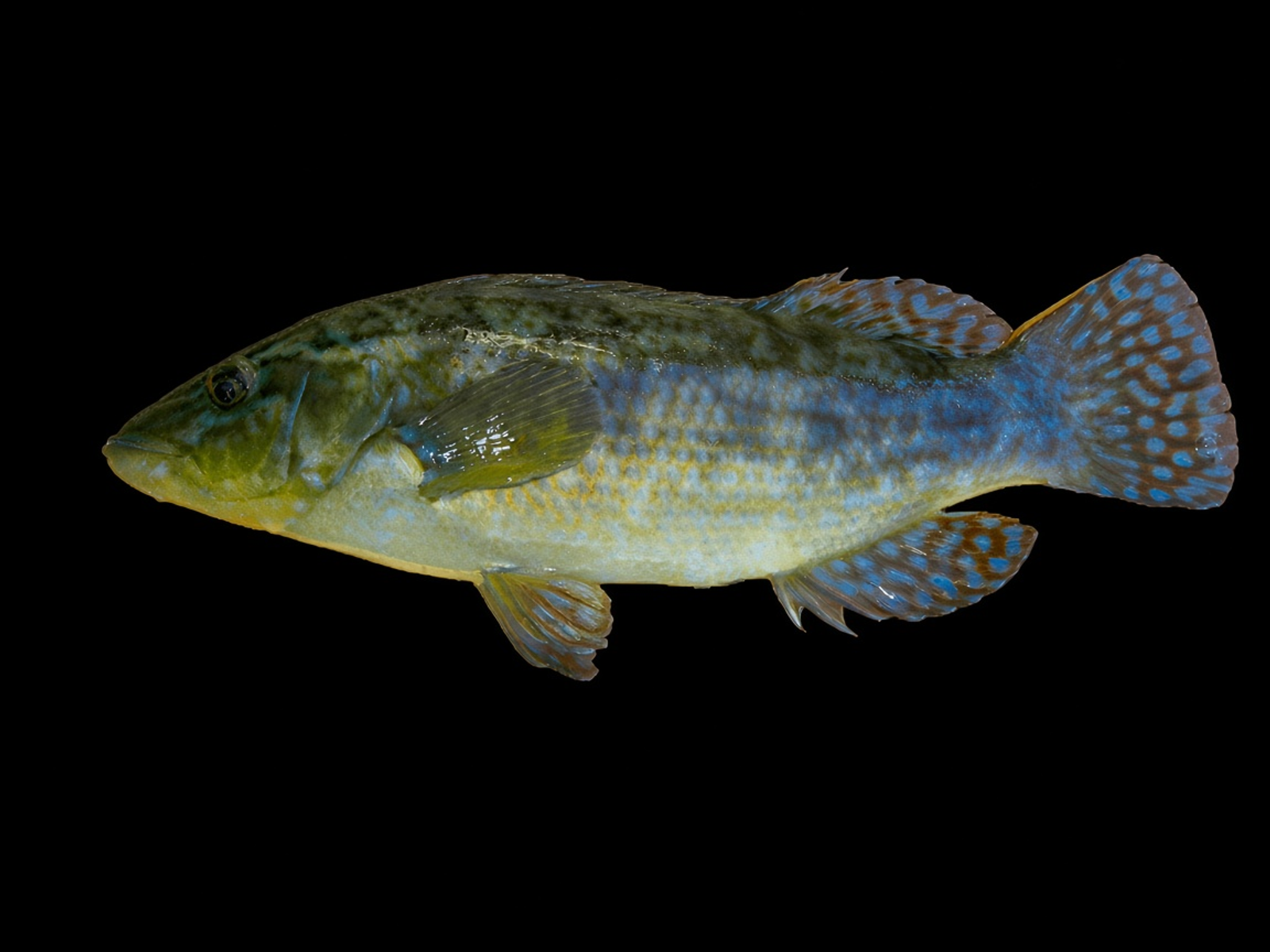 Maragota