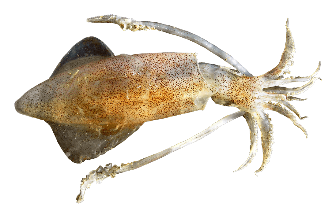 Calamar