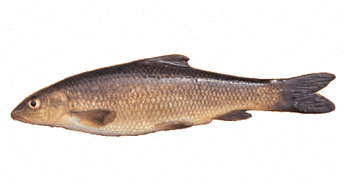Barbo