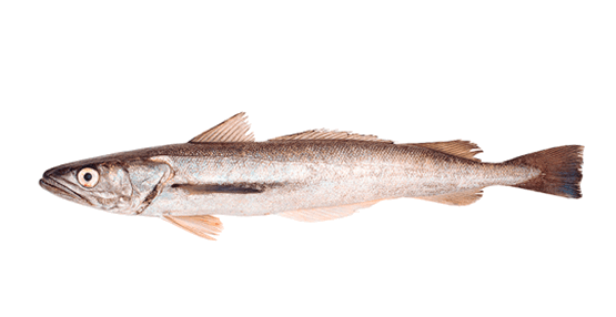Merluza