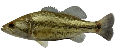 Black bass