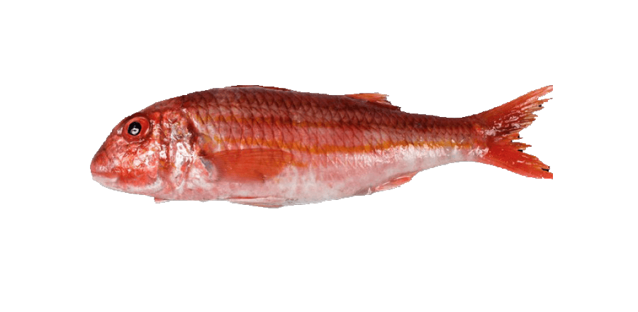 Salmonete