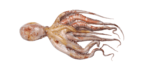 Pulpo